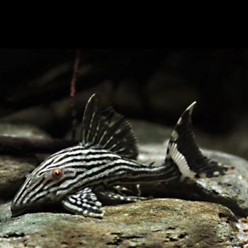 Panaque nigrolineatus - Royal Pleco L190 8-10cm