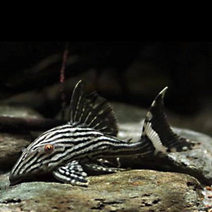 Panaque nigrolineatus - Royal Pleco L190 8-10cm