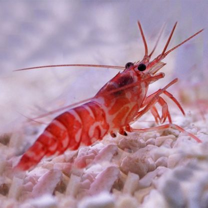 Lysmata kuekenthali – Striped Shrimp – S - Ασπόνδυλα Θαλασσινού