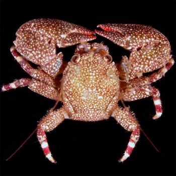 Petrolisthes sp. - Porcelain Crab