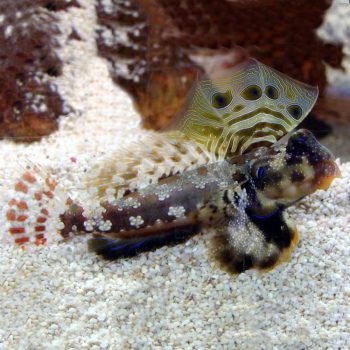 Synchiropus ocellatus-Scooter blenny - Ψάρια Θαλασσινού