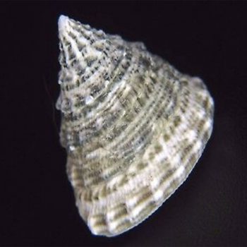 Trochus sp-Top shell-M - Ασπόνδυλα Θαλασσινού