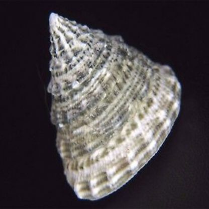 Tectus fenestratus -Turban snail - Ασπόνδυλα Θαλασσινού