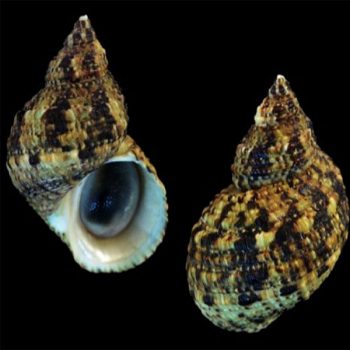 Turbo brunneus M-Dwarf Turban Snail - Ασπόνδυλα Θαλασσινού
