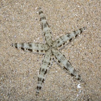 Archaster typicus -White sand starfish S - Ασπόνδυλα Θαλασσινού