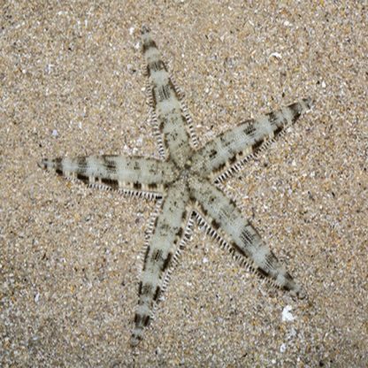Archaster typicus -White sand starfish L - Ασπόνδυλα Θαλασσινού