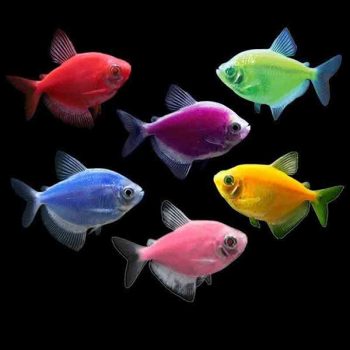 Gymnocorymbus ternetzi – Widow Tetra Colour Mix 2.5... - Sales