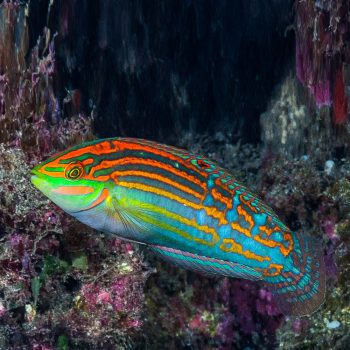 Halichoeres cosmetus M – Adorned Wrasse - Ψάρια Θαλασσινού
