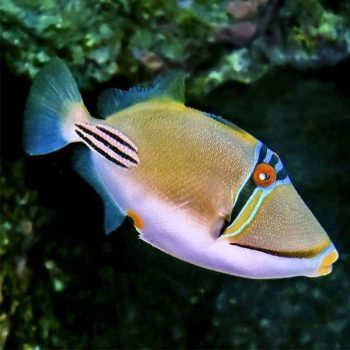 Rhinecanthus aculeatus - Picasso Τriggerfish S/M