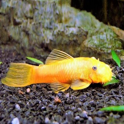 Ancistrus sp. – Albino Bristlenose Pleco 3cm - Ψάρια Γλυκού