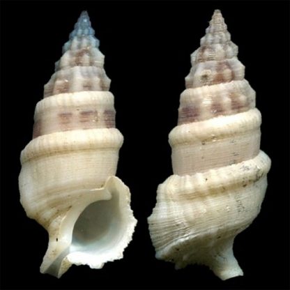 Cerithium sp – Cerith Snail - Ασπόνδυλα Θαλασσινού