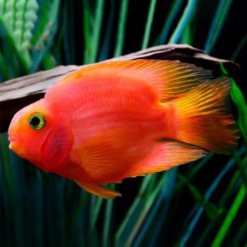 Cichlasoma Sp. -Blood Parrot 7-8cm