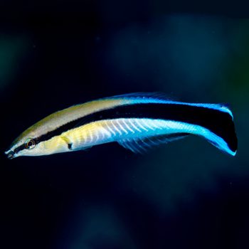 Labroides dimidiatus-Blue cleaner wrasse-M - Ψάρια Θαλασσινού