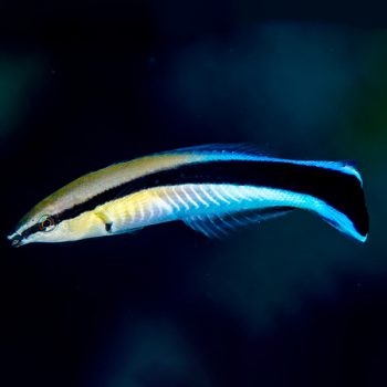 Acanthurus lineatus  -Clown tang-S - Ψάρια Θαλασσινού