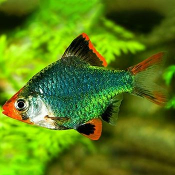 Puntius tetrazona – Tiger Barb Green - Ψάρια Γλυκού