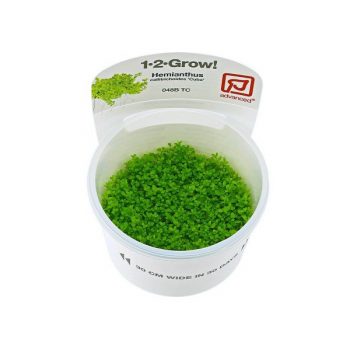 Tropica Lilaeopsis Brasiliensis 1-2 Grow - Sales