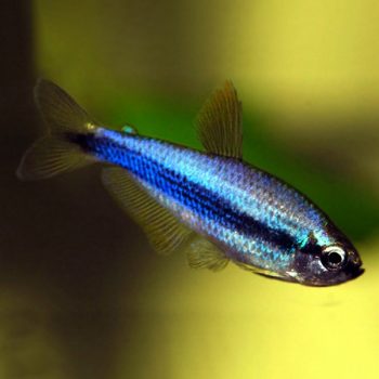 Inpaichthys kerri – Blue Emperor Tetra Super Blue 2,5-3,5cm - Ψάρια Γλυκού