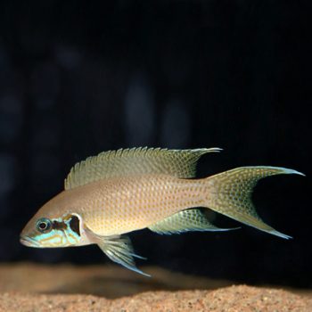 Neolamprologus brichardi – Fairy Cichlid - Ψάρια Γλυκού