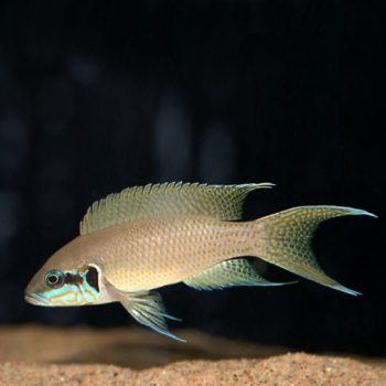 Trichogaster leeri – Pearl Gourami - Sales