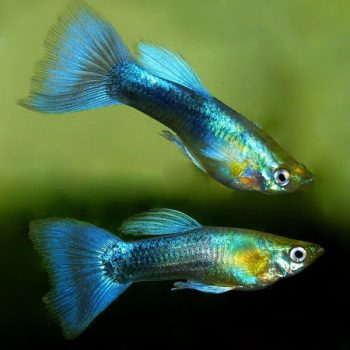 Poecilia reticulata – Guppy Metallic Blue Neon Males 3-3.5 cm - Ψάρια Γλυκού