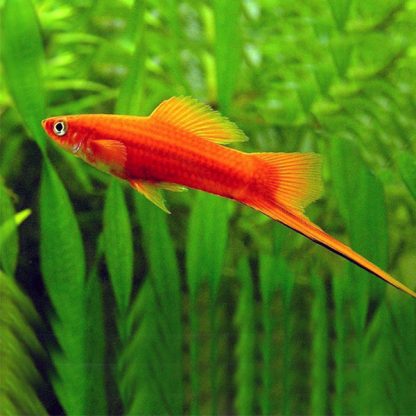 Xiphophorus hellerii – Swordtail Red 4-4.5cm - Ψάρια Γλυκού
