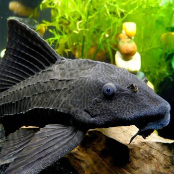 Hypostomus plecostomus – Common Pleco 5-7cm - Ψάρια Γλυκού