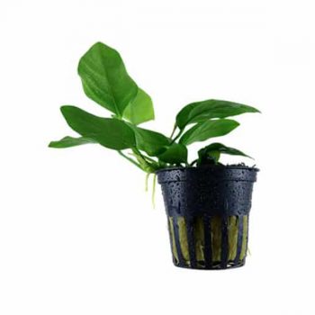 Tropica Anubias Barteri Nana - salesbackup