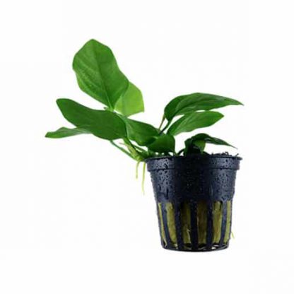 Tropica Anubias Barteri Nana - salesbackup