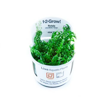 Tropica Rotala rotundifolia ‘Green’ 1-2-Grow! - Sales