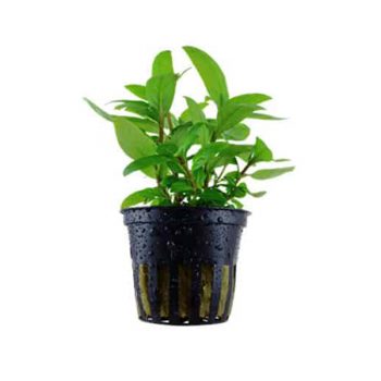 Tropica Rotala Macrandra 1-2 Grow - Φυτά για Ενυδρεία