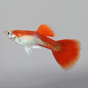 Poecilia reticulata-guppy Red Blond Males
