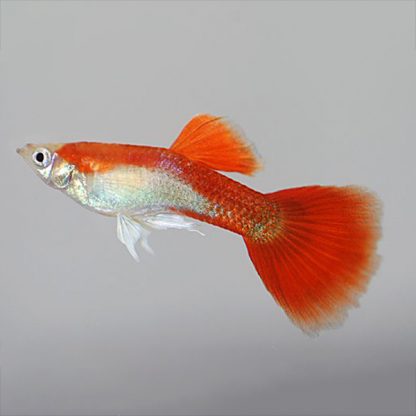 Poecilia reticulata-guppy Red Blond Males