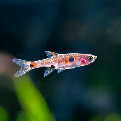Boraras maculatus - Dwarf Spotted Rasbora