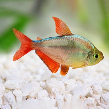 Hyphessobrycon columbianus – Colombian Tetra 2-3cm - Ψάρια Γλυκού