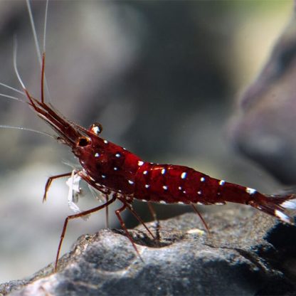 Caridina sulawesi- Dennerli Shrimp