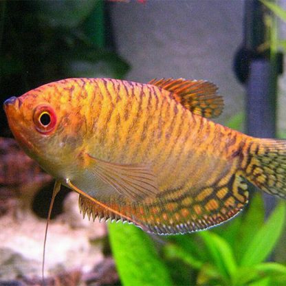 Trichogaster trichopterus – Cosby Gold Gourami - Ψάρια Γλυκού