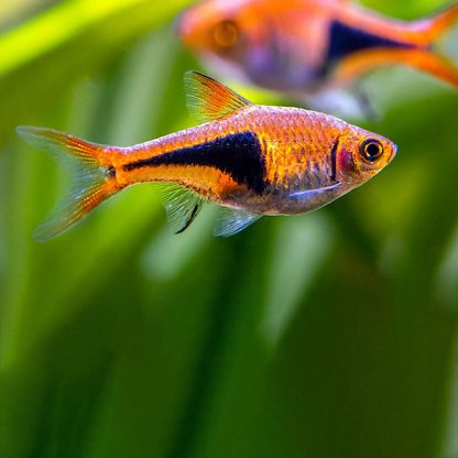 Rasbora hetermorpha -Harlequin Rasbora 2.8 cm - Ψάρια Γλυκού