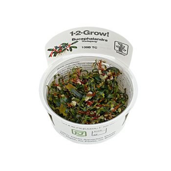 Tropica Eriocaulon cinereum 1-2-Grow! - Φυτά για Ενυδρεία
