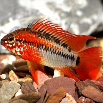 Apistogramma macmasteri - Macmaster'S Apisto Super Red L