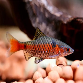 Trichogaster leeri – Pearl Gourami - Ψάρια Γλυκού