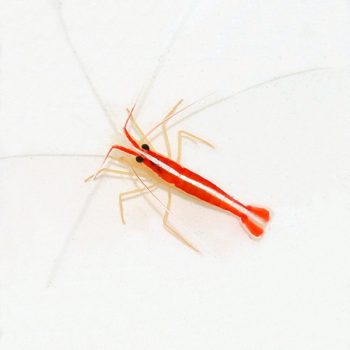 Lysmata grabhanii M – Cleaner Shrimp - Ασπόνδυλα Θαλασσινού