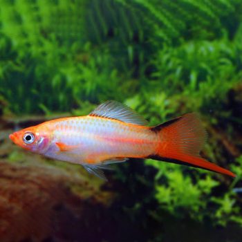 Xiphophorus helleri - Pineapple Swortail