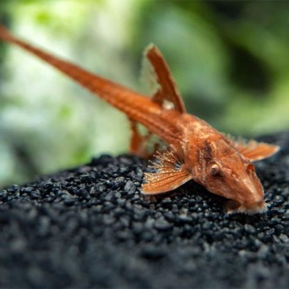 Rhineloricaria lanceolatus var.”red”-Red Lizard  6 cm - Ψάρια Γλυκού