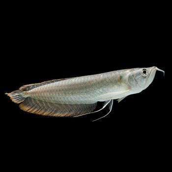 Osteoglossum bicirrhosum – Silver Arowana 7.5cm - Ψάρια Γλυκού