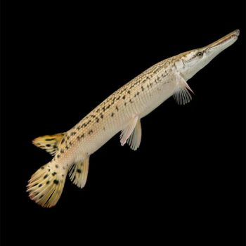Atractosteus spatula S - Aligator Gar