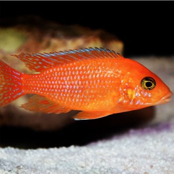 Aulonocara baenschi - Dragon Blood Peacock 7.5cm