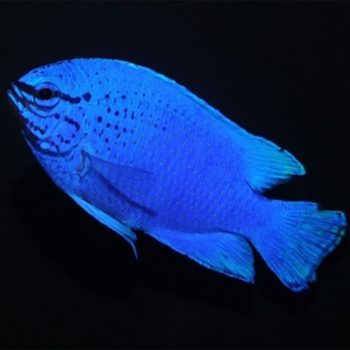 Nematobrycon palmeri Var. – Black Emperor Tetra - Ψάρια Γλυκού