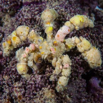 Camposcia retusa – Spider Decorator Crab - Sales