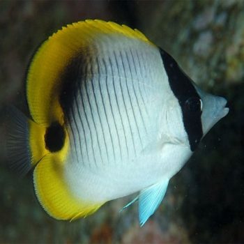 Chaetodon lineolatus - Lined Butterflyfish