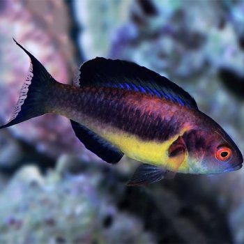 Cirrhilabrus brunneus - Dusky Fairy Wrasse Adult